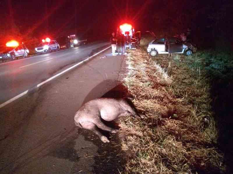 Anta morre após ser atropelada por carro na Rodovia General Euclides de Oliveira Figueiredo, em SP