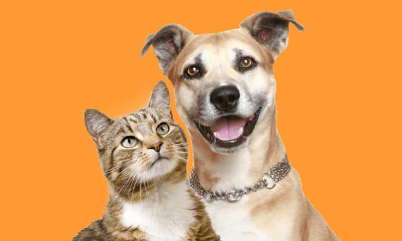 Cadastro para castração gratuita de cães e gatos pode ser feito pela internet em Bragança Paulista, SP