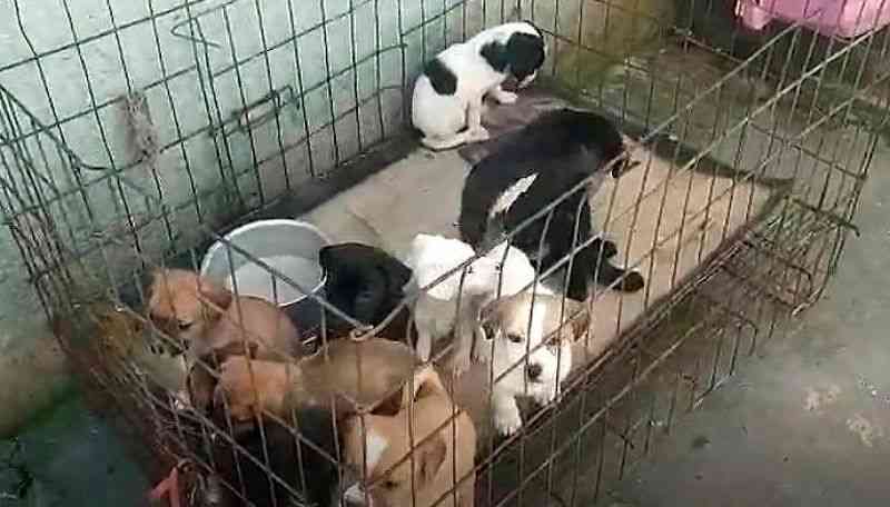 Mais de 40 cães e gatos são resgatados em ‘fábrica de filhotes’ em São Paulo