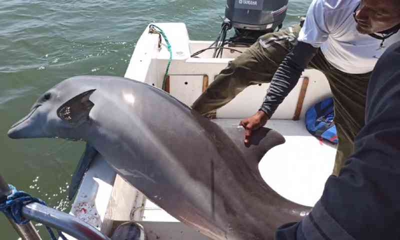 Guardas resgatam golfinho ferido em rede de pesca no Equador; veja vídeo