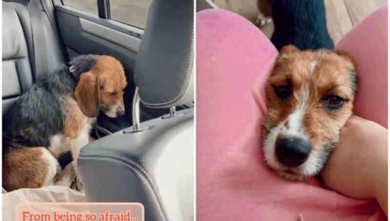 Usuária do TikTok mostra a mudança radical de um cão maltratado depois de ser adotado e amado