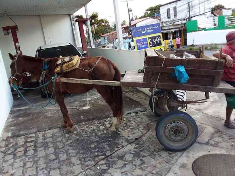 Jovem de 19 anos é preso por maus-tratos a um cavalo no Jacintinho, em Maceió, AL