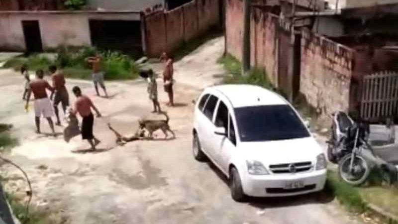 Cachorro arrastado em rua de conjunto em Manaus (AM) é resgatado por ativista; veja vídeo
