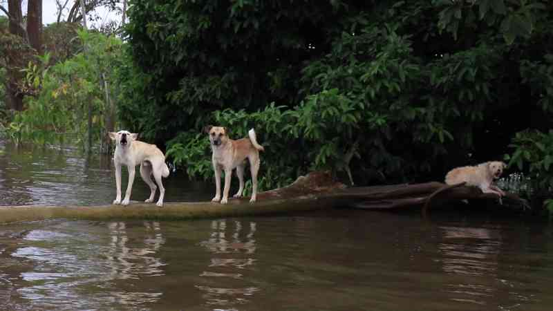 Cães abandonados em tronco à deriva em rio são resgatados no AM