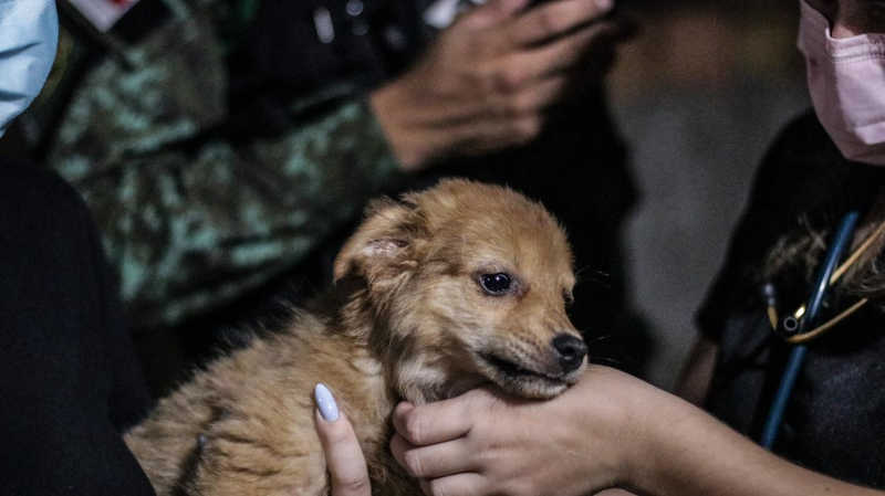 Caso de canibalismo entre cachorros é investigado em Manaus; vídeo