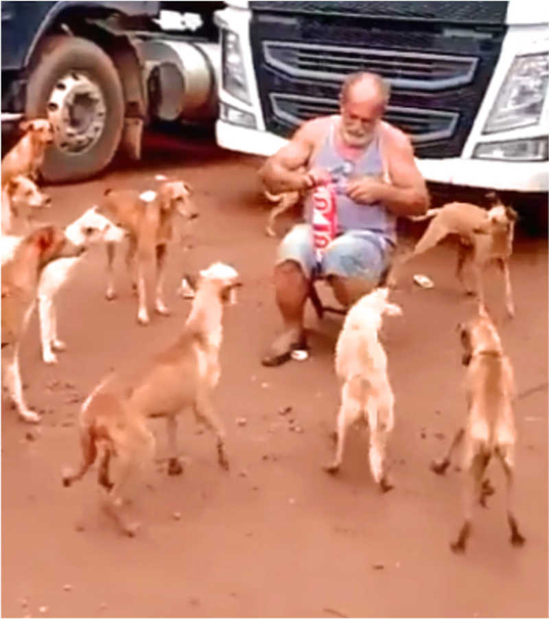 Caminhoneiro parou viagem para alimentar cães FAMINTOS na estrada