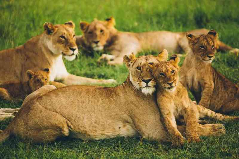 África proíbe leões em cativeiro, mas a notícia não é boa como parece