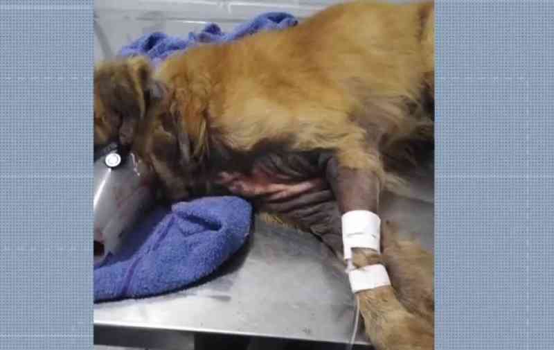 Idosa presa por maus-tratos após autorizar homem a agredir cão é liberada pela polícia em Eunápolis, BA; animal passa bem