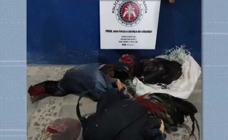 Homem é preso suspeito de promover rinha de galo no sudoeste da Bahia; 20 animais foram resgatados