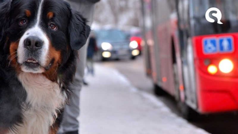 Circulação de cães e gatos está permitida em toda a rede de transporte coletivo no Ceará