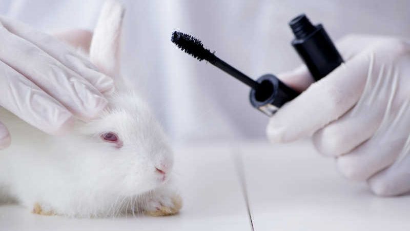 STF valida lei do Rio que proíbe uso de animais em teste de cosméticos