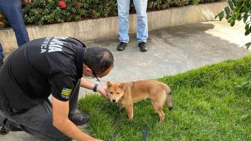 Cachorro que usava coleira de choque para ser adestrado passa por perícia, em Goiânia, GO