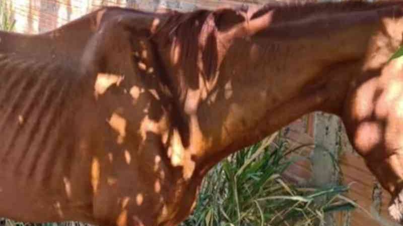 Homem é preso por maus-tratos com cavalo em Santa Rita do Araguaia, GO