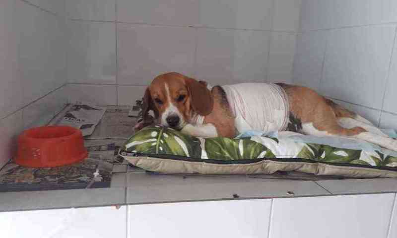 CRMV de Minas Gerais reconhece falta de ética de veterinário em um caso e analisará outro