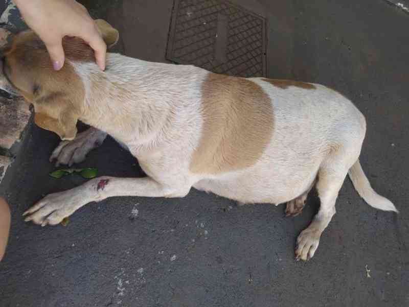Polícia Militar Ambiental de Batayporã (MS) autua mulher de 53 anos por maus-tratos a uma cadela