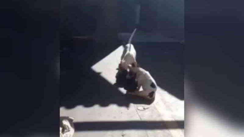 Cães ‘famintos’ são resgatados após denúncia de maus-tratos em Campo Grande, MS