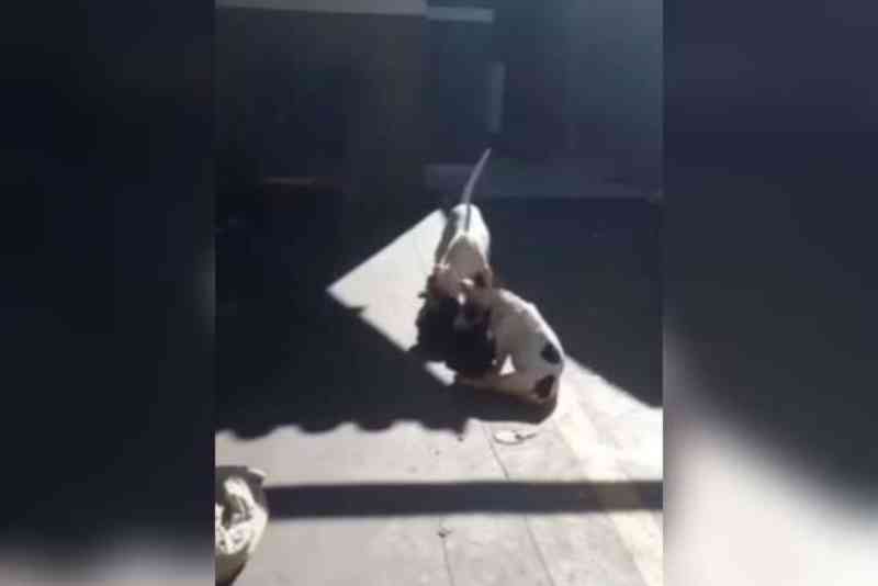 Cães ‘famintos’ são resgatados após denúncia de maus-tratos em Campo Grande, MS
