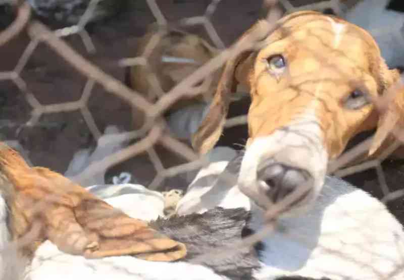Justiça libera castração de cachorros resgatados de canil na MS-040