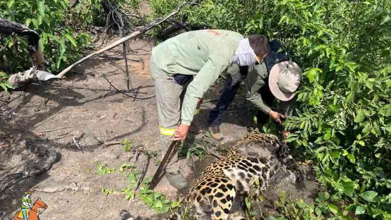 Perícia confirma que onça foi morta a tiro e PMA amplia fiscalização no Pantanal