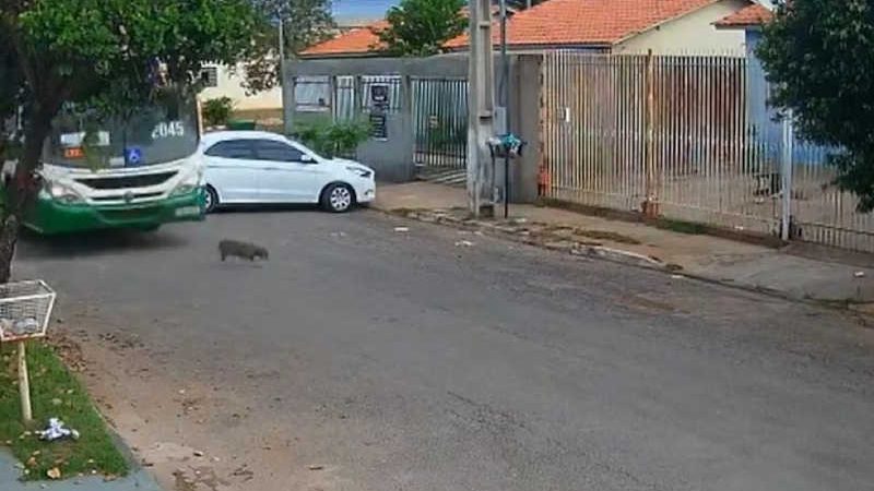 Após cão ser atropelado por ônibus, empresa e funcionário são intimados em Cuiabá, MT
