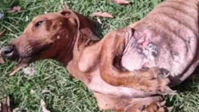Homem é detido por maus-tratos a cão resgatado desnutrido e ferido em MT