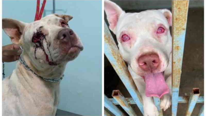 Pit bull que teve olhos furados se recupera de cirurgia em Mato Grosso
