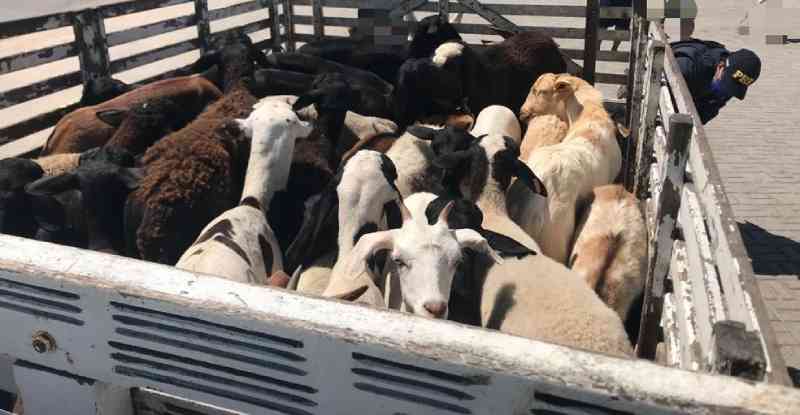 Cabra morre pisoteada e é amarrada em caminhão durante transporte em Toritama, PE