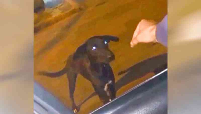 Polícia está na cola de homem que deu maconha para cachorro no Paraná
