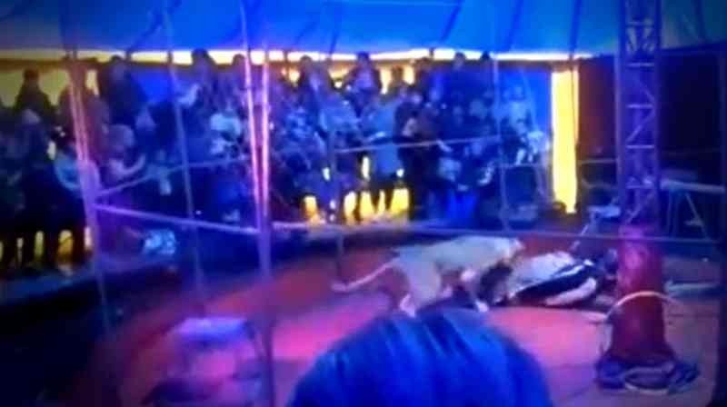 Leão ataca treinador durante apresentação de circo na Rússia