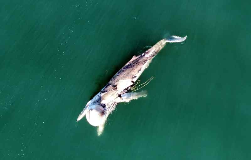 Baleia é encontrada morta em Florianópolis (SC) com material de pesca preso ao corpo