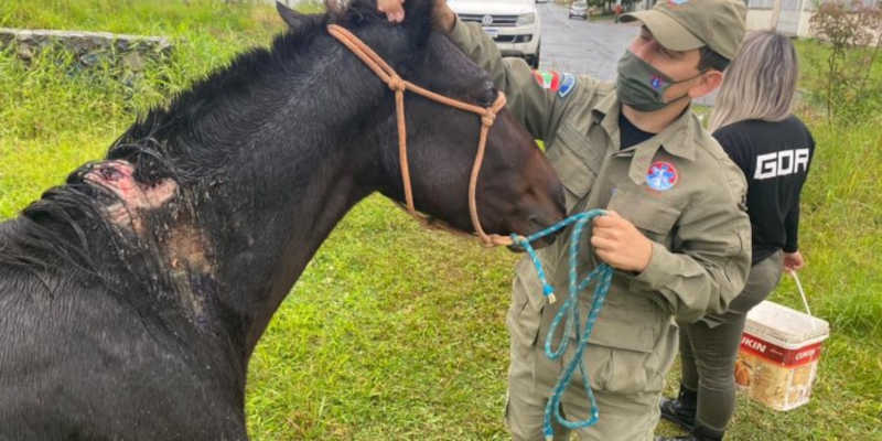 Cavalo ferido e infestado de parasitas é resgatado em Camboriú, SC