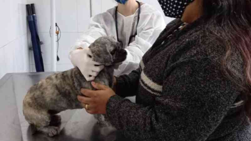 Animais de famílias de baixa renda têm atendimento veterinário gratuito em Barueri, SP