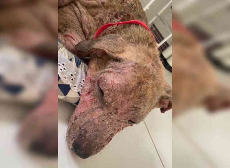 Homem é multado em R$ 3 mil por cão ferido, desnutrido e cheio de parasitas em Pindorama, SP