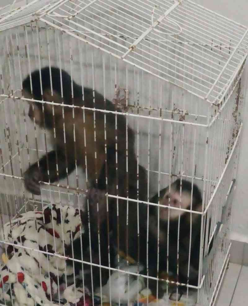 Homem é preso ao transportar de forma ilegal dois macacos-prego na rodovia Fernão Dias