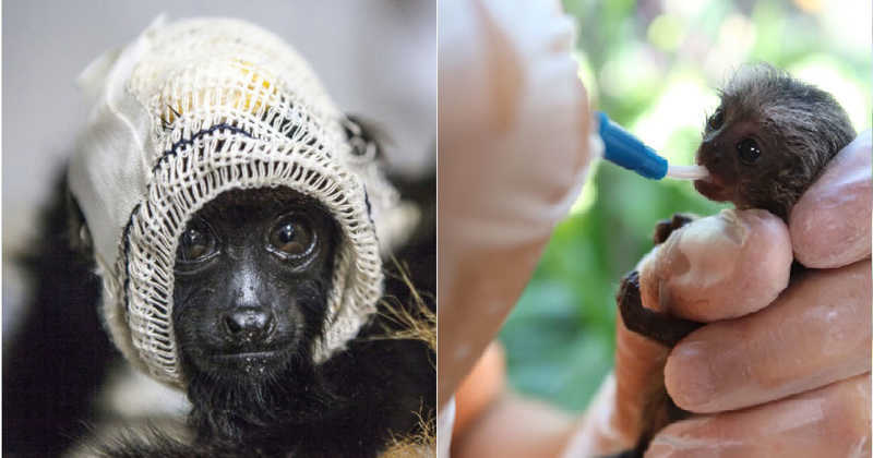 Para não fechar as portas, projeto que resgata mais de 2 mil primatas lança campanha