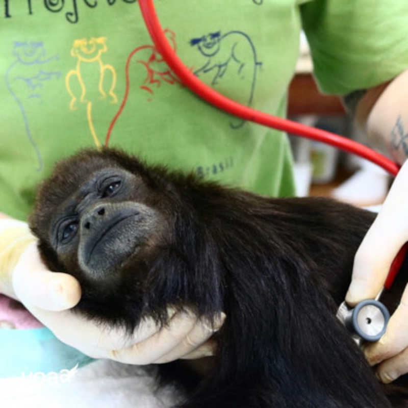 Primatas são cuidados até poderem voltar ao seu habitat em segurança. Foto: reprodução/VOAA