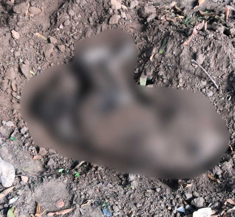 Polícia Civil investiga morte de cachorro atingido por chute em Salto de Pirapora, SP