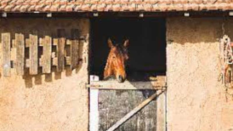 Cavalos de Salto  São Bernardo do Campo SP