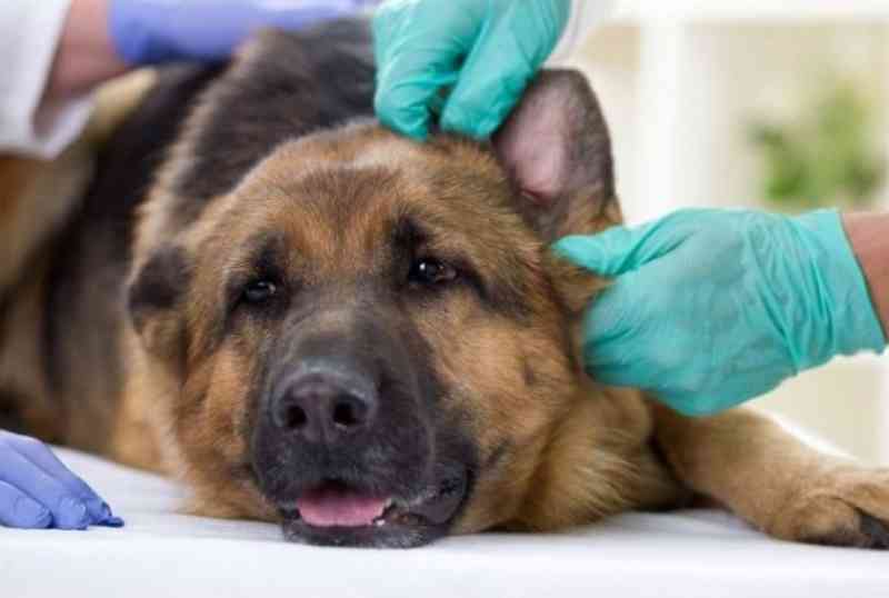 Homem e mulher que cortaram orelhas de cães são denunciados à Justiça no Tocantins
