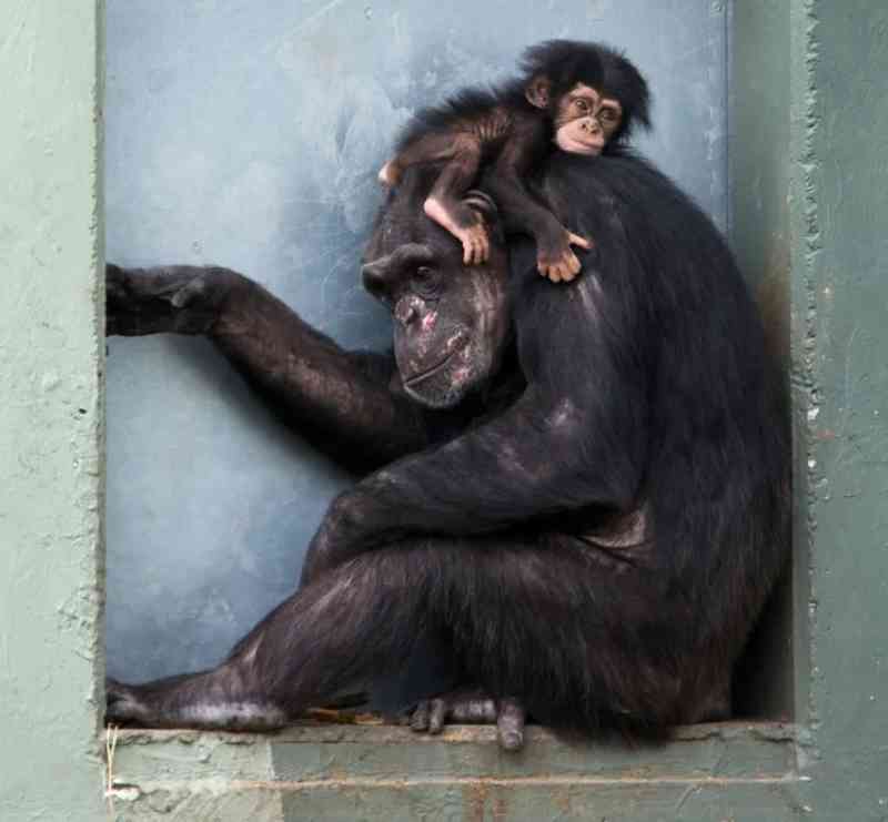 As mães chimpanzés são como nós: fazem o luto, cuidam e tiram tempo ‘pessoal’