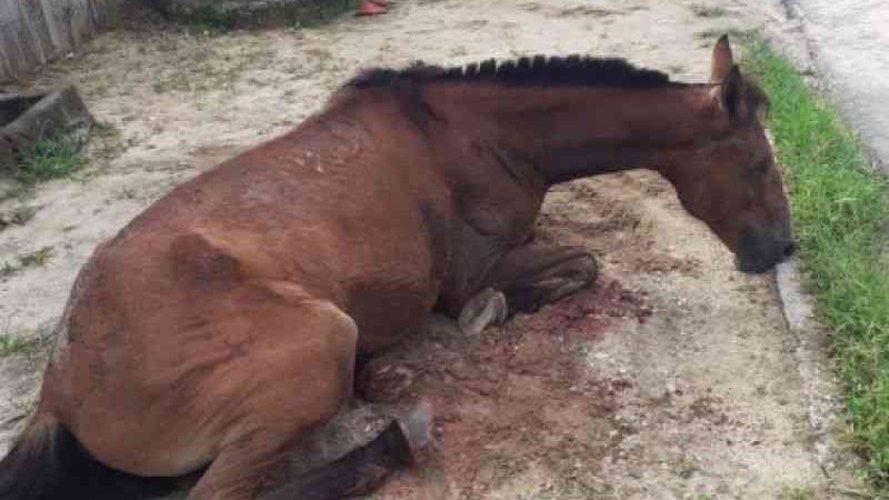 Cavalo é esfaqueado em plena luz do dia na Vila Matias, em Penedo, AL