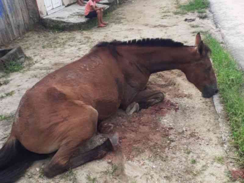 Homem suspeito de maus-tratos a cavalo morto é preso no interior de Alagoas