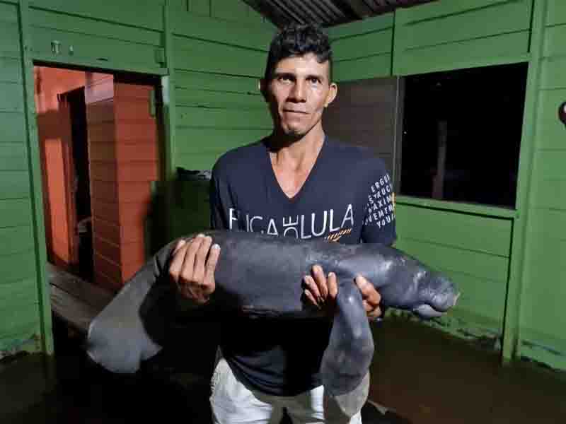 Animal será entregue ao Inpa. Foto: Divulgação/ Prefeitura de Barreirinha