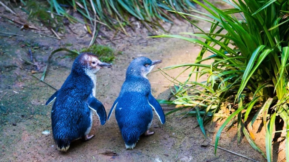 Presença dos diabos-da-Tasmânia quase dizimou população de pinguins da Ilha Maria. Crédito: Radoslav Cajkovic/Shutterstock