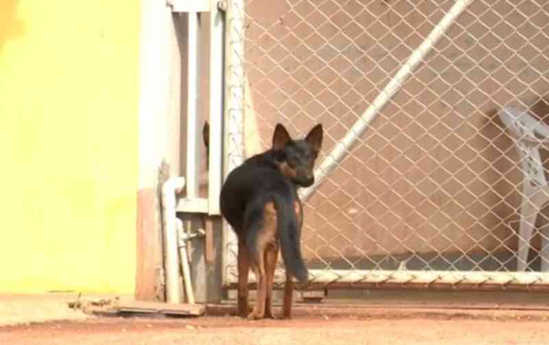 Mais de 20 cachorros são mortos por envenenamento em menos de 24h em vilarejo no oeste da BA