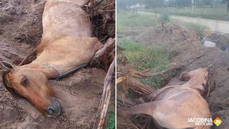 Cavalos são achados mortos após cavalgada na região do Pau Ferro, em Jacobina, BA