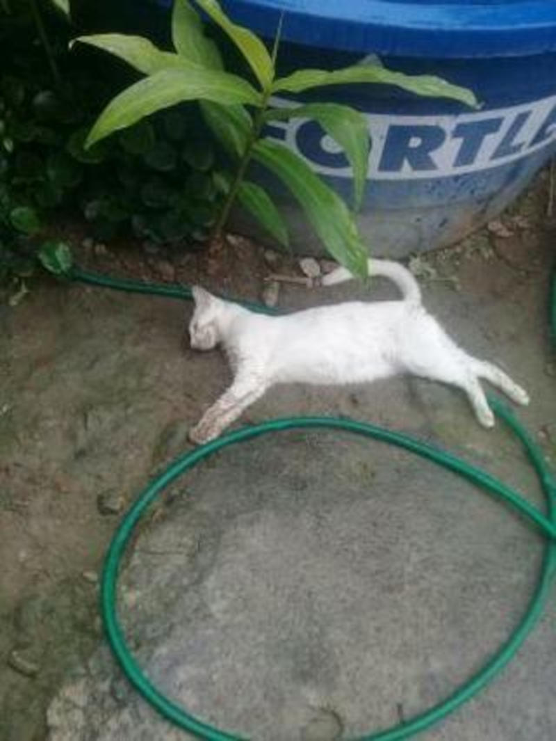 Gata prenha e outros animais são mortos com ‘chumbinho’ em Amargosa, BA