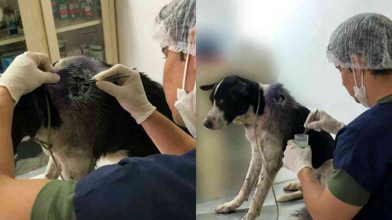 Cão com ferimento grave busca ajuda em clínica veterinária no interior do Ceará; vídeo
