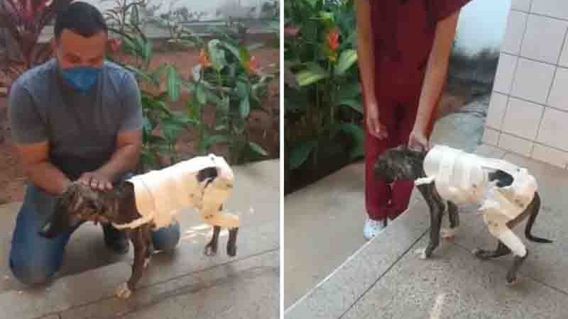 Criada por estudante, prótese de PVC recupera fratura em cachorrinha de rua