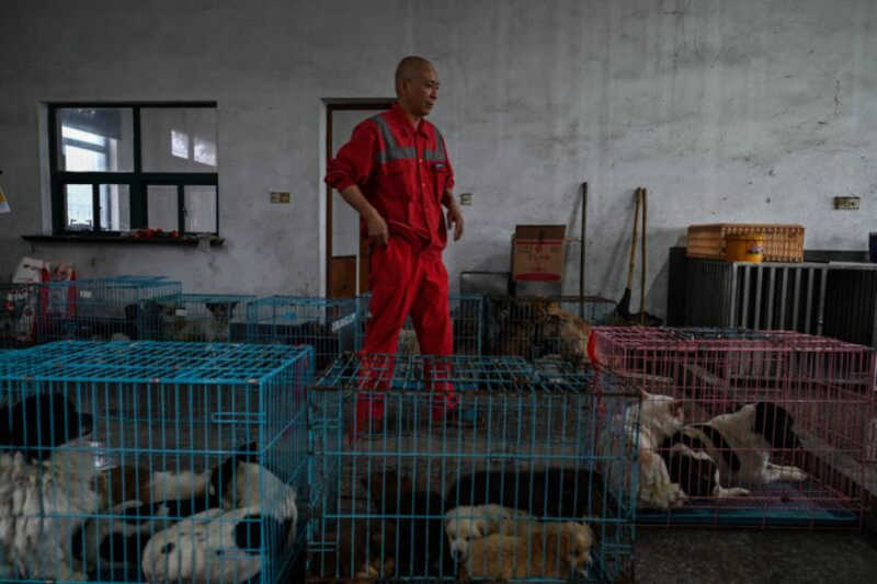 Monge budista resgata milhares de cachorros da rua na China